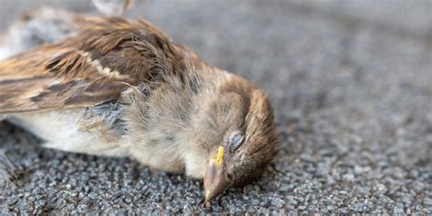 鳥死|感染症による野生動物の大量死リスクの評価に向けて（2022年。